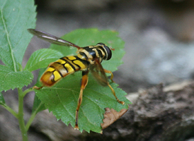 Milesia virginiensis